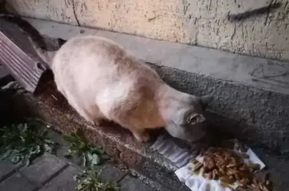 Найдена кошка, Краснодар, фото: Тайская кошка найдена на Буденного, 147