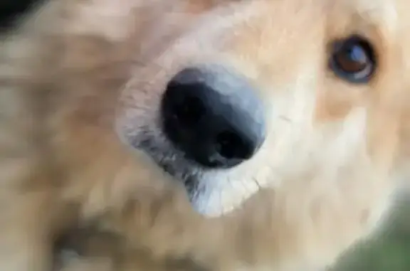 Найдена собака, Жуков, фото: Собака найдена в Жукове, ул. Ленина, 23