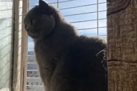 Пропала кошка, пр. Ветеранов, 99, СПб