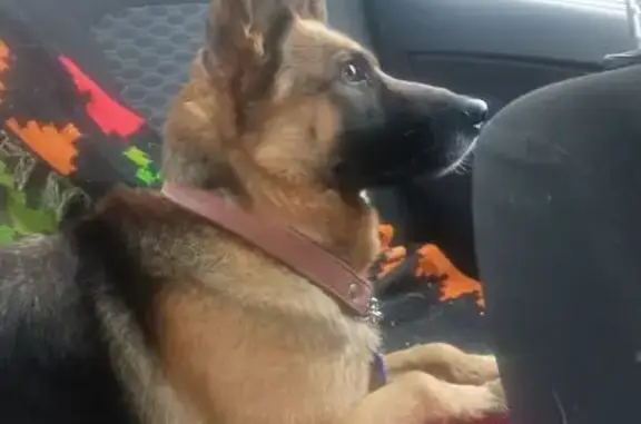 Найдена собака, Челябинск, фото: Собака найдена: Черкасская 15, Челябинск