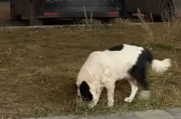 Пропала собака на ул. Айвазовского, Екатеринбург