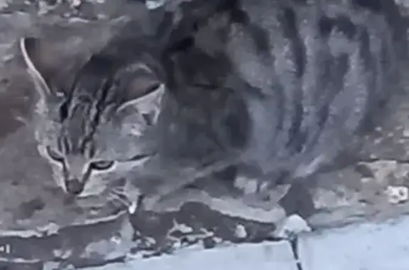 Найдена кошка, Тюменская область, фото: Кошка найдена в Червишевском, Тюмень