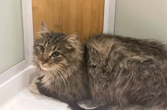 Найдена кошка, Московская область, фото: Кошка найдена в ЖК Берег, Химки