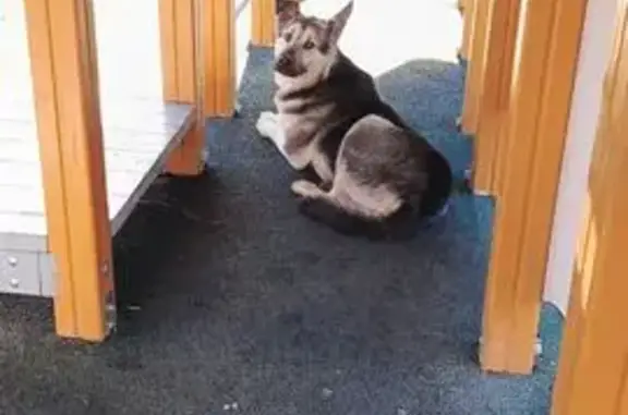 Найдена собака, Ульяновск, фото: Собака найдена: Городская Усадьба 8, Ульяновск