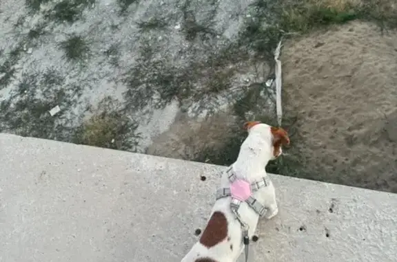 Собаки потеряшки, Борисовка, фото: Потеряшка собака, Грибная ул., 3, Борисовка