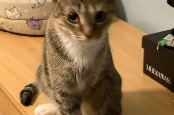 Кошки потеряшки, Ханты-Мансийск, фото: Потеряшка кошка, Родниковая 35, Х-Мансийск