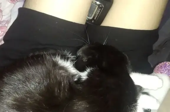 Пропала кошка, Карла Либкнехта 36/3