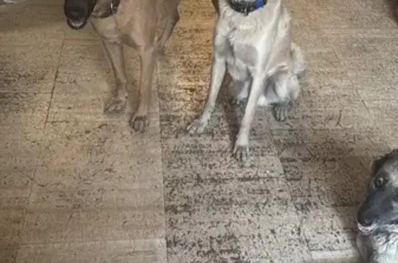 Пропала собака, Каменское, 46Н-06014