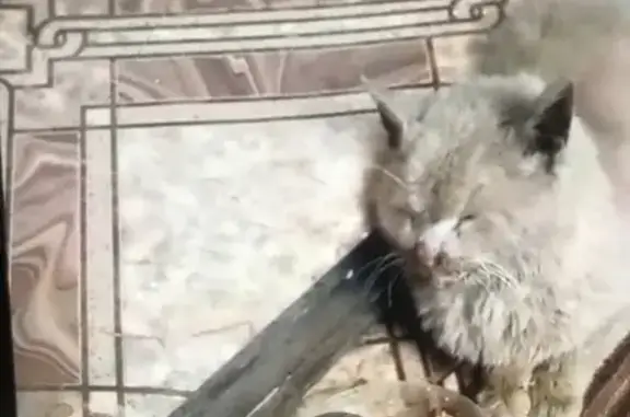 Найдена кошка, Тула, фото: Нужна помощь коту, Верхняя Краснослободская 37