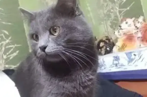 Пропала кошка у стоянки 