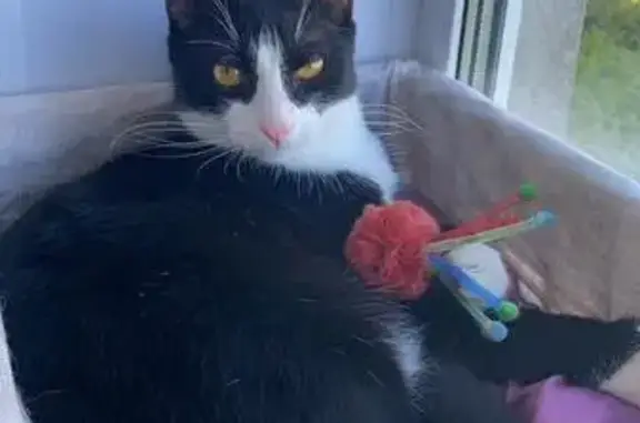 Пропал кот, 3-я Ступинская ул., 3