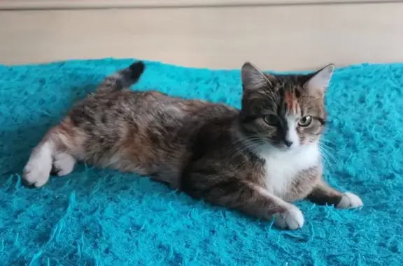 Кошки потеряшки, Самара, фото: Потеряшка кошка, Революционная 148, Самара