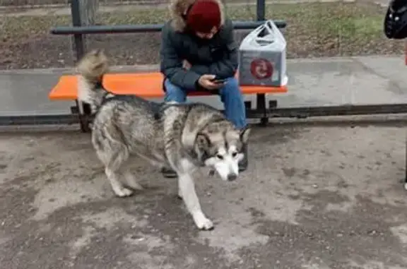 Найдена собака, Уфа, фото: Собака найдена: Орджоникидзе 14, Уфа