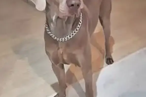 Пропала собака Гилай, Томск, пос. Суетиловка