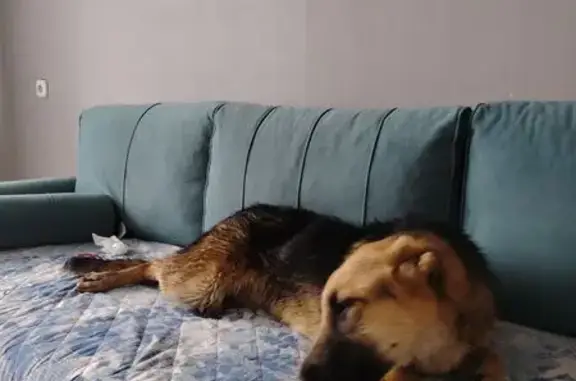 Найдена собака, Орёл, фото: Собака найдена: ул. Картукова, 1, Орёл