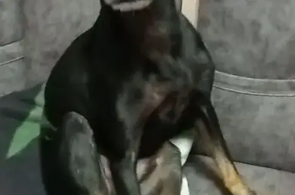 Собаки потеряшки, Краснодар, фото: Потеряшка собака, ул. Стасова 182, Краснодар