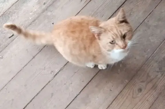 Найдена кошка, Московская область, фото: Кошка найдена в Вельмогово, МО