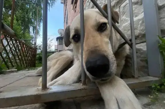 Собаки потеряшки, , фото: Потеряшка собака, Павловский Посад