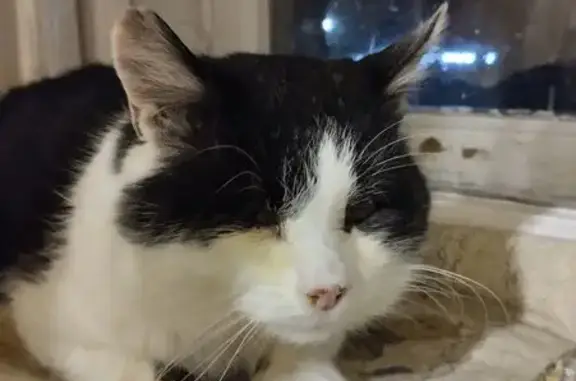 Объявления о пропавших и найденных животных, Нижний Новгород, фото: Найдена кошка, ул. Цветочная, 13 к2