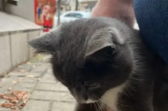 Найдена кошка, Краснодар, фото: Кошка найдена: ул. Ленина, 101, Краснодар