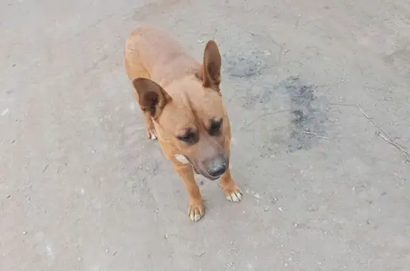 Найдена собака, Нальчик, фото: Найдена собака, ул. Щорса, Нальчик