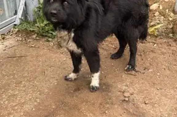 Найдена собака, , фото: Собака найдена: Южный обход Калуги