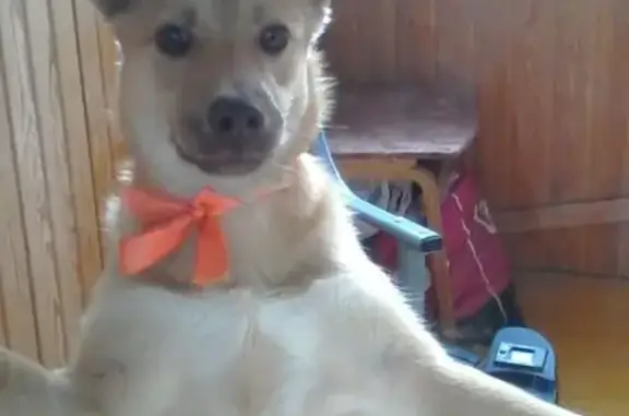 Пропала собака, Зубковой 24 к1, Рязань