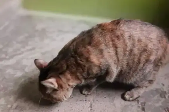 Найдена кошка, Пермь, фото: Кошка найдена: ул. Луговского, 134, Пермь