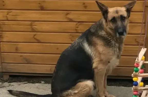 Пропала овчарка на Набережной, Тиховский