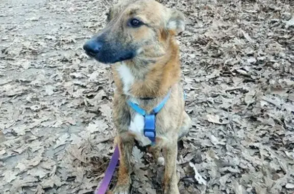 Собака найдена у Аверкиева 16, Краснодар