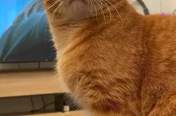 Пропала кошка на ул. Степана Разина, Тамала