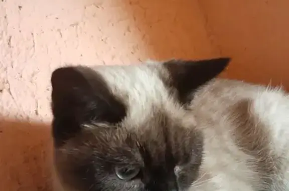 Объявления о пропавших и найденных животных, Новгородская область, фото: Тайская кошка найдена в Сушанском СП