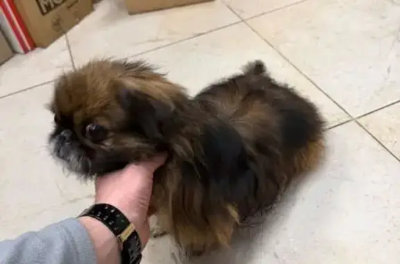 Найдена собака, , фото: Собака найдена у автомагазина, Красный тракт