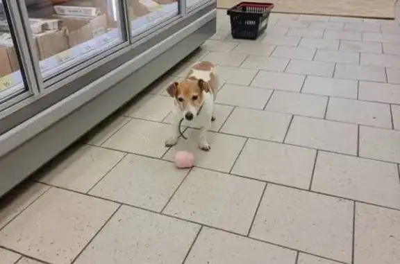 Найдена собака, Москва, фото: Найдена собака ул. Генерала Кузнецова, Москва