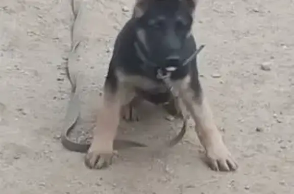 Пропала собака, Элиста, ул. 28