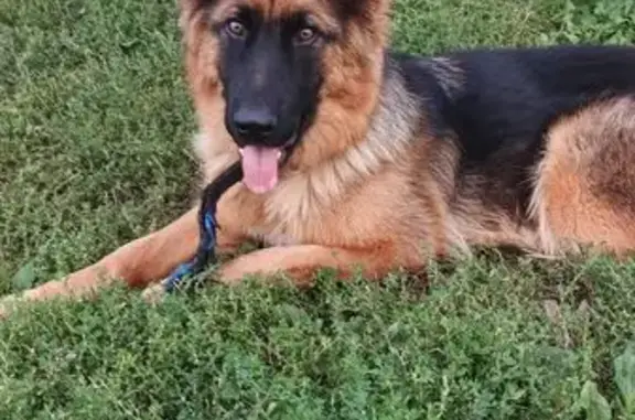 Пропала собака, Степная Васильевка