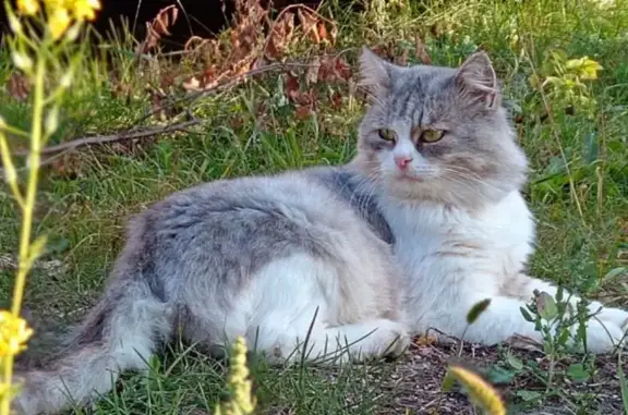 Пропала кошка, ул. Маяковского 3, Дзержинск