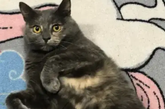 Пропала кошка, ул. Трудовые Резервы 77