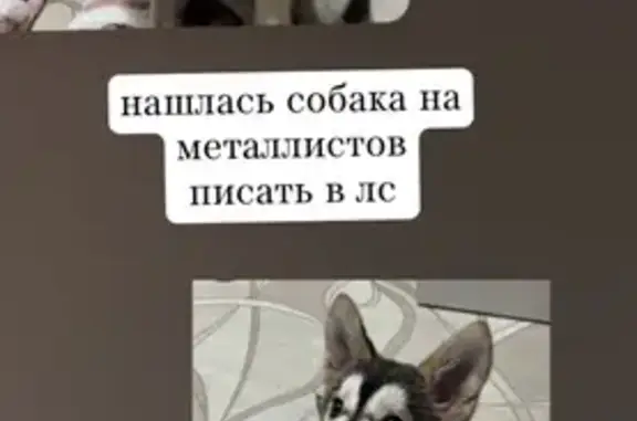 Найдена собака, Кемерово, фото: Собака найдена: ул. Металлистов, 4А, Кемерово