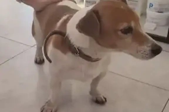 Найдена собака, Москва, фото: Найдена собака, Жулебинский б-р, Москва