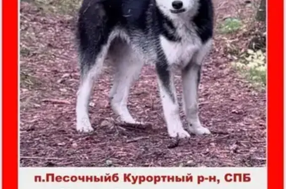 Пропала собака в Песочном, СПб