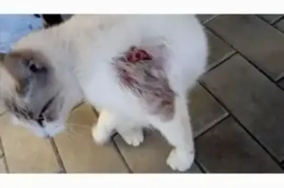 Найдена кошка, Знаменский, фото: Кошка найдена на Черепанова, 8В, Знаменский