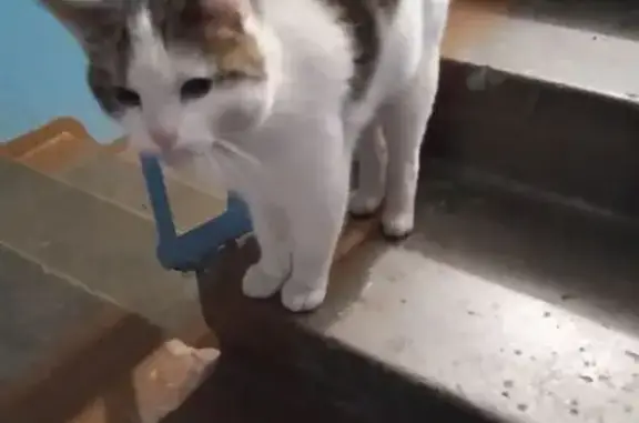 Найдена кошка, Уфа, фото: Кошка найдена, Уфа, Башкортостан