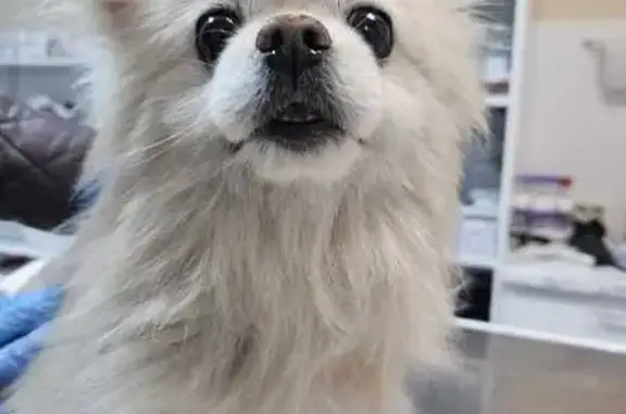 Найдена собака, Троицк, фото: Найдена собака, 8, Троицк