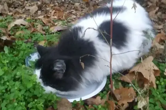 Найдена кошка, Ростов-на-Дону, фото: Кошка найдена на Украинской, 24, Ростов-на-Дону