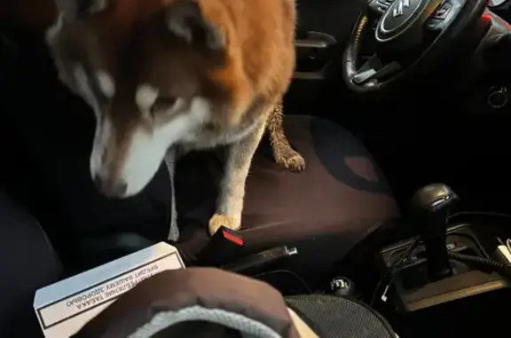 Найдена собака, , фото: Найдена собака в СНТ «Коммунальник», Йошкар-Ола