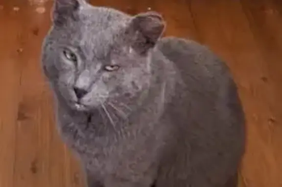 Пропала кошка, Кленовый пер., 8, Елабуга