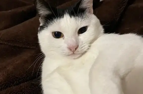 Пропала кошка, Владимирское шоссе, 10