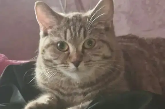 Пропала кошка, ул. Юных Натуралистов, 5