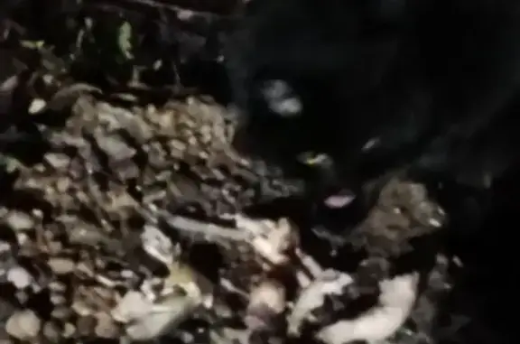 Найдена кошка, Оренбург, фото: Кошка найдена: Химическая ул., 2/1, Оренбург